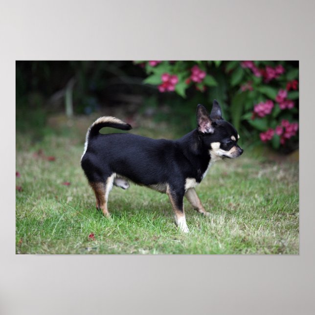 Kort Hjärn Chihuahua Ständiga Poster (Framsidan)