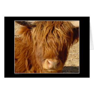 Kort - höglands- nötkreatur