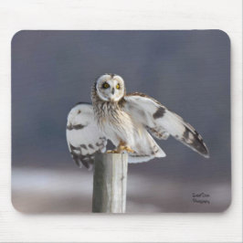 Kort-Jordad Uggla 2 Musmatta