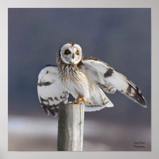 Kort-Jordad Uggla 2 Poster (Framsidan)