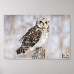 Kort-Jordad Uggla Poster