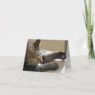 Kort (KN) - Katt Nap eller 2