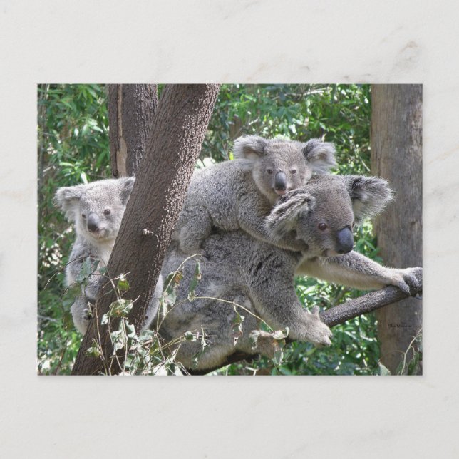 Kort Koala QLD Australien (Framsida)