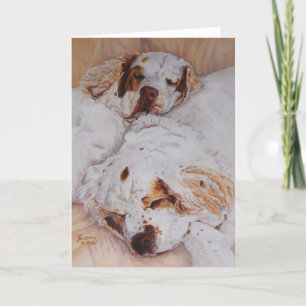 kort - komfort - två Clumber Spaniels