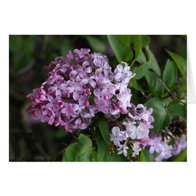 Kort, "LILAC BLOMMARS" Hälsningskort (Framsidan Horizontal)