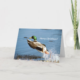 Kort/Mallard Anka Helgkort