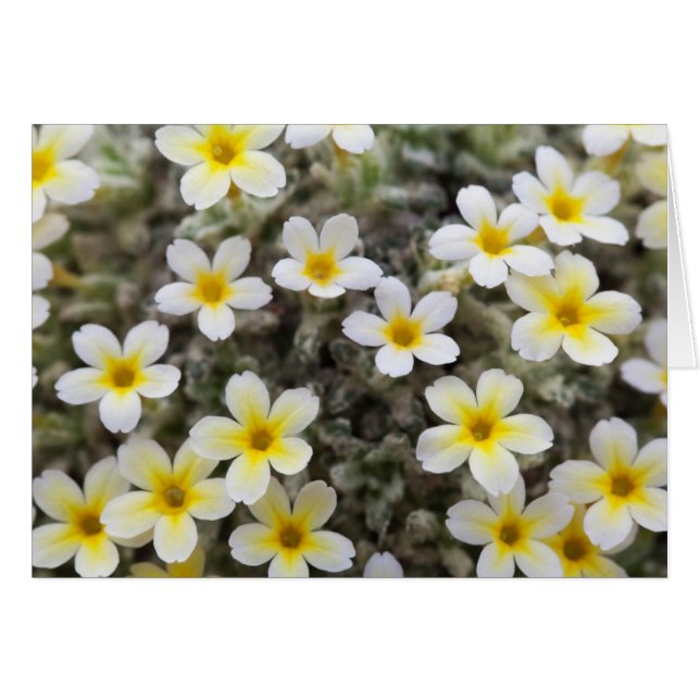 Kort med blommor (Framsidan Horizontal)