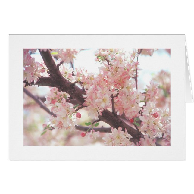 kort med foto av blommande träd gren (Framsidan Horizontal)