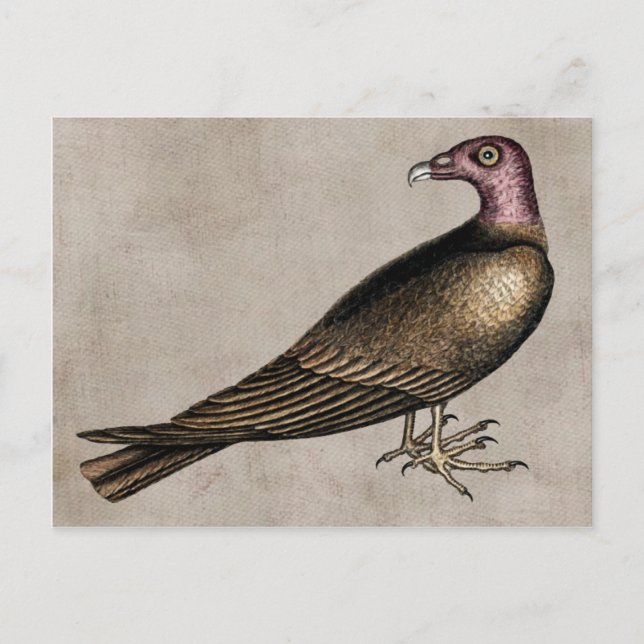 Kort med kalkongam (Framsida)