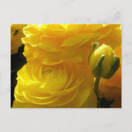 Kort med ljusa gula ranunkelblommor