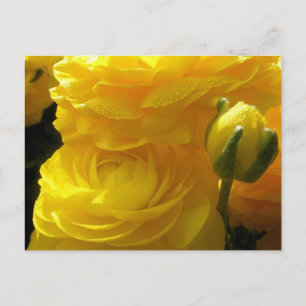 Kort med ljusa gula ranunkelblommor