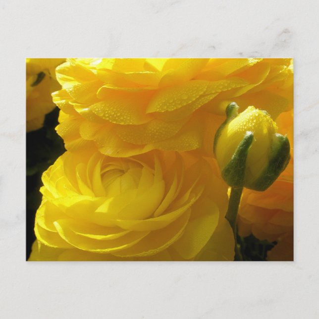 Kort med ljusa gula ranunkelblommor (Framsida)
