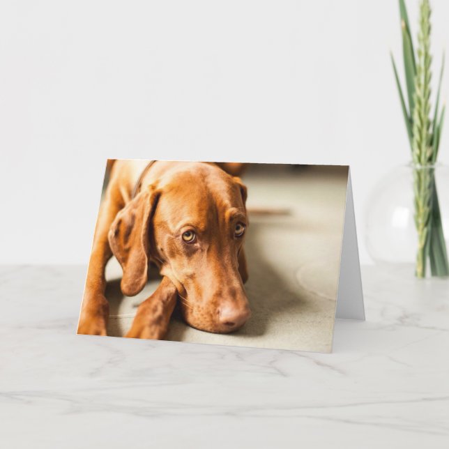 Kort med motiv "Magyar Vizsla" (Framsida)