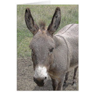 kort - Mini-Donkey