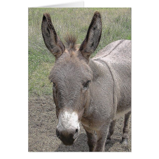 kort - Mini-Donkey (Framsidan)