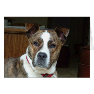 Kort: Noble-Hund Hälsningskort