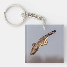 Kort-örad uggla vid Shawangunk Grasslands