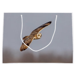 Kort-örad uggla vid Shawangunk Grasslands