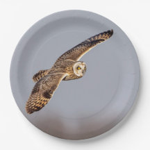 Kort-örad uggla vid Shawangunk Grasslands