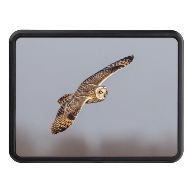 Kort-örad uggla vid Shawangunk Grasslands Dragkroksskydd (Framsidan)