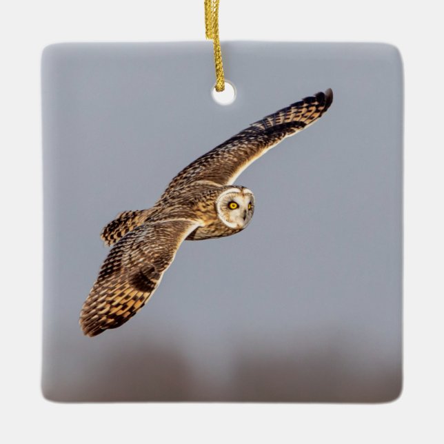 Kort-örad uggla vid Shawangunk Grasslands Julgransprydnad Keramik (Framsida)