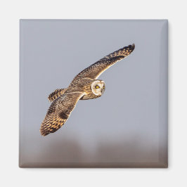 Kort-örad uggla vid Shawangunk Grasslands Magnet