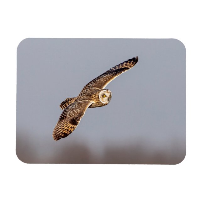 Kort-örad uggla vid Shawangunk Grasslands Magnet (Horisontell)