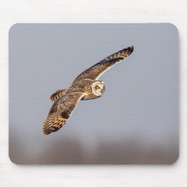 Kort-örad uggla vid Shawangunk Grasslands Musmatta