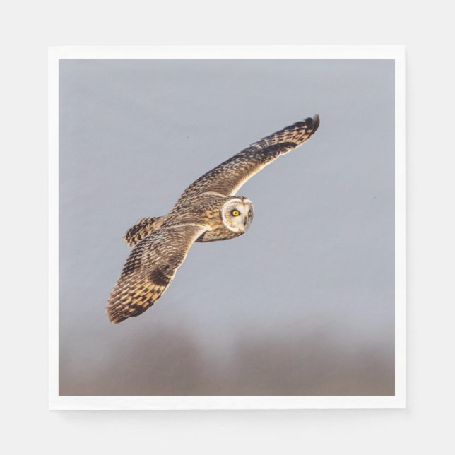 Kort-örad uggla vid Shawangunk Grasslands Pappersservett (Framsidan)