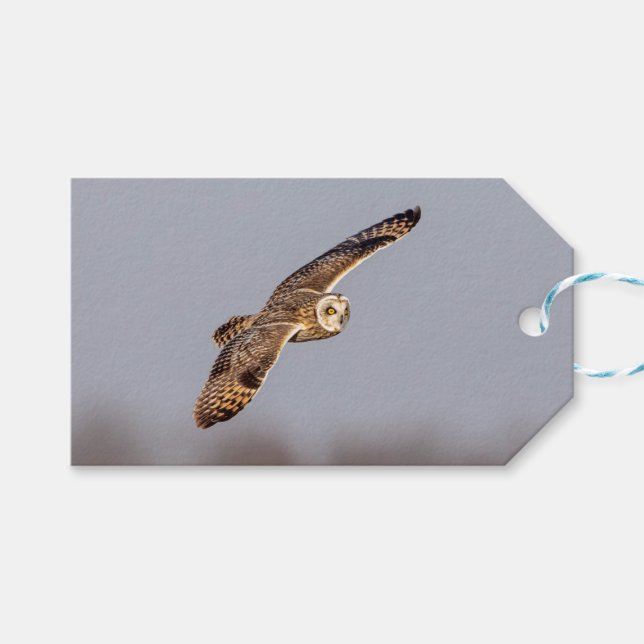 Kort-örad uggla vid Shawangunk Grasslands Presentetikett (Framsidan (Horisontell))