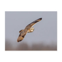 Kort-örad uggla vid Shawangunk Grasslands