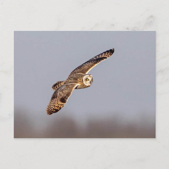 Kort-örad uggla vid Shawangunk Grasslands Vykort (Framsida)
