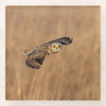 Kort-orienterad uggla under flygning på gräsmark