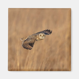 Kort-orienterad uggla under flygning på gräsmark magnet