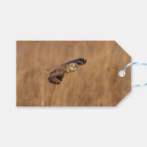 Kort-orienterad uggla under flygning på gräsmark