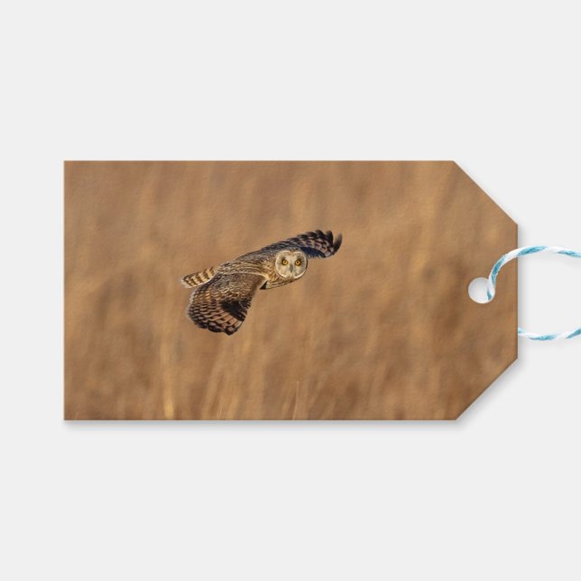 Kort-orienterad uggla under flygning på gräsmark presentetikett (Framsidan (Horisontell))