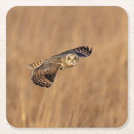 Kort-orienterad uggla under flygning på gräsmark underlägg papper kvadrat