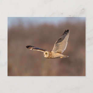 Kort-orienterad uggla under flygning vykort
