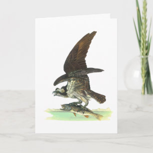 Kort: Osprey - John Audubon Helgkort