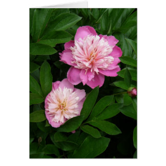 Kort - par av tvåtonade Rosa Peonies