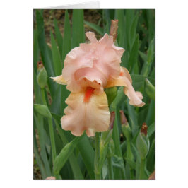 kort - persiko-iris