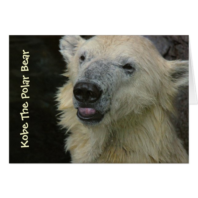 Kort: Polar Bear Hälsningskort (Framsidan Horizontal)