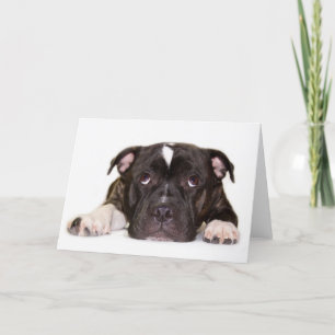 Kort R001 för Staffordshire tjurterrier
