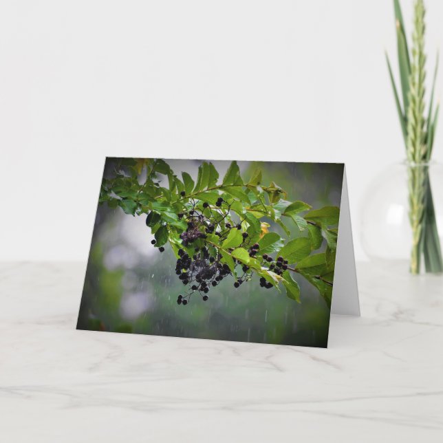 Kort, regn kort (Framsida)