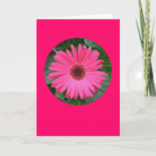 Kort "rosa Gerber daisy i en cirkla" B-1