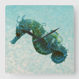 Kort-Snouted Seahorse Crimea, Ryssland Fyrkantig Klocka