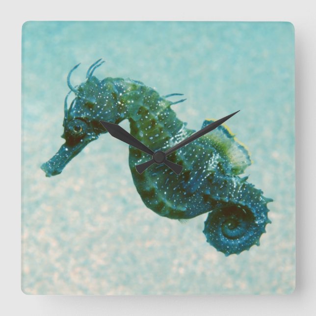 Kort-Snouted Seahorse | Crimea, Ryssland Fyrkantig Klocka (Framsida)