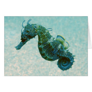 Kort-Snouted Seahorse Crimea, Ryssland Hälsningskort