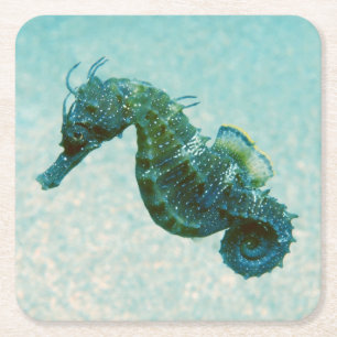 Kort-Snouted Seahorse Crimea, Ryssland Underlägg Papper Kvadrat
