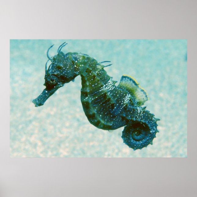 Kort-Snouted Seahorse | Krim, Ryssland Poster (Framsidan)